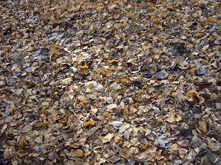 落ち葉の絨毯.jpg